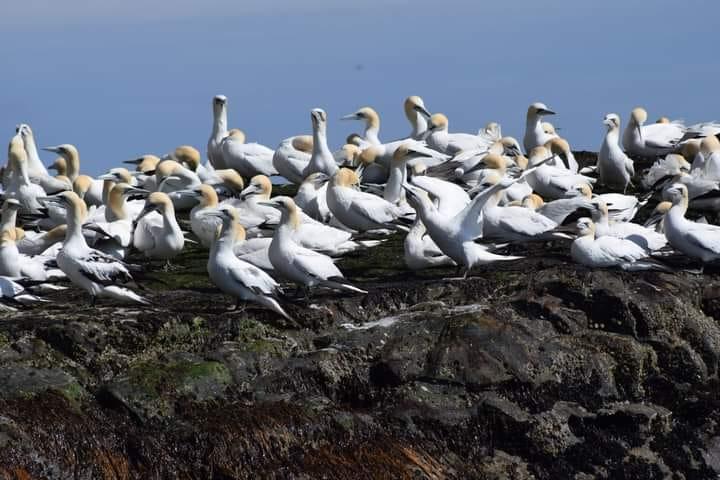 Blue Eyed Gannets At Noss